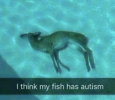 fish autism.png