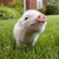 TECHYPIG