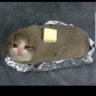 Butter Cat
