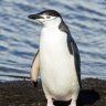 PenguinXD