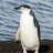 PenguinXD