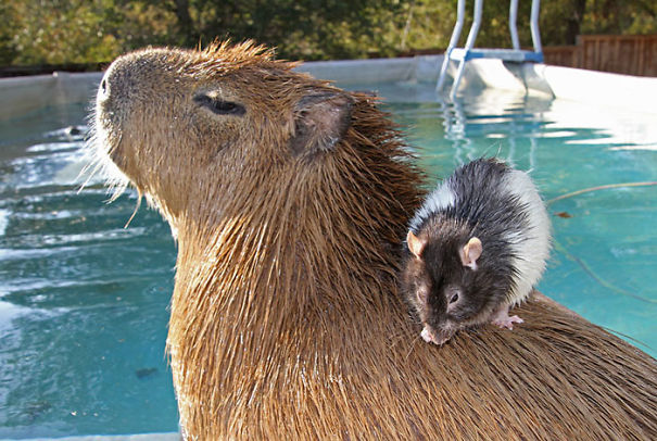 capybara-unusual-animal-friendship-31-5703a26bd6ea4__605.jpg