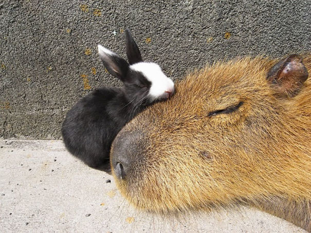 capybara-unusual-animal-friendship-35-5703a5979041b__605.jpg