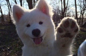 dog-waving-bye.jpg